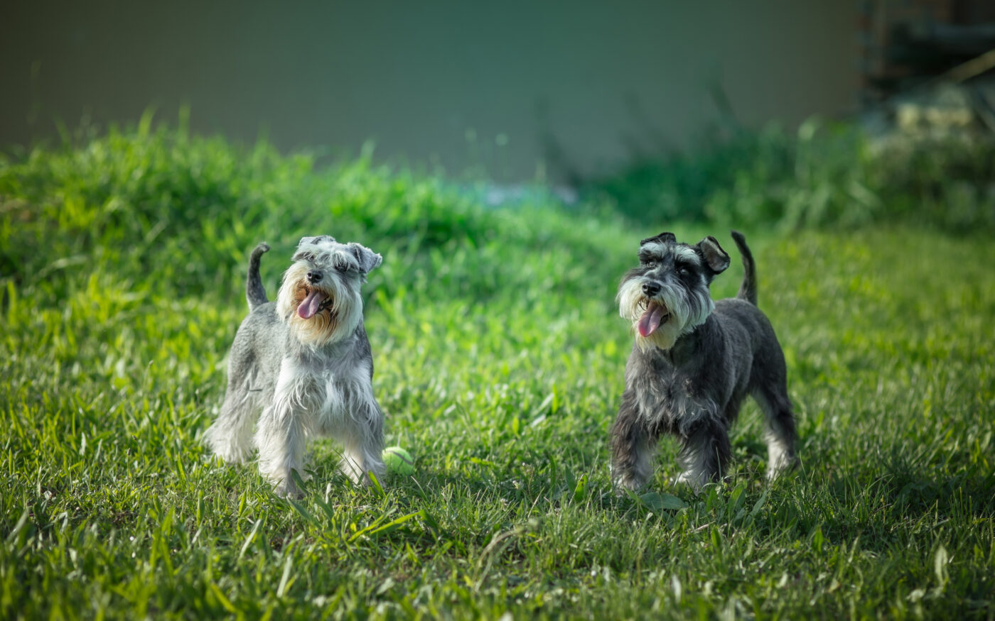 Miniature Schnauzer4 1400x875 1