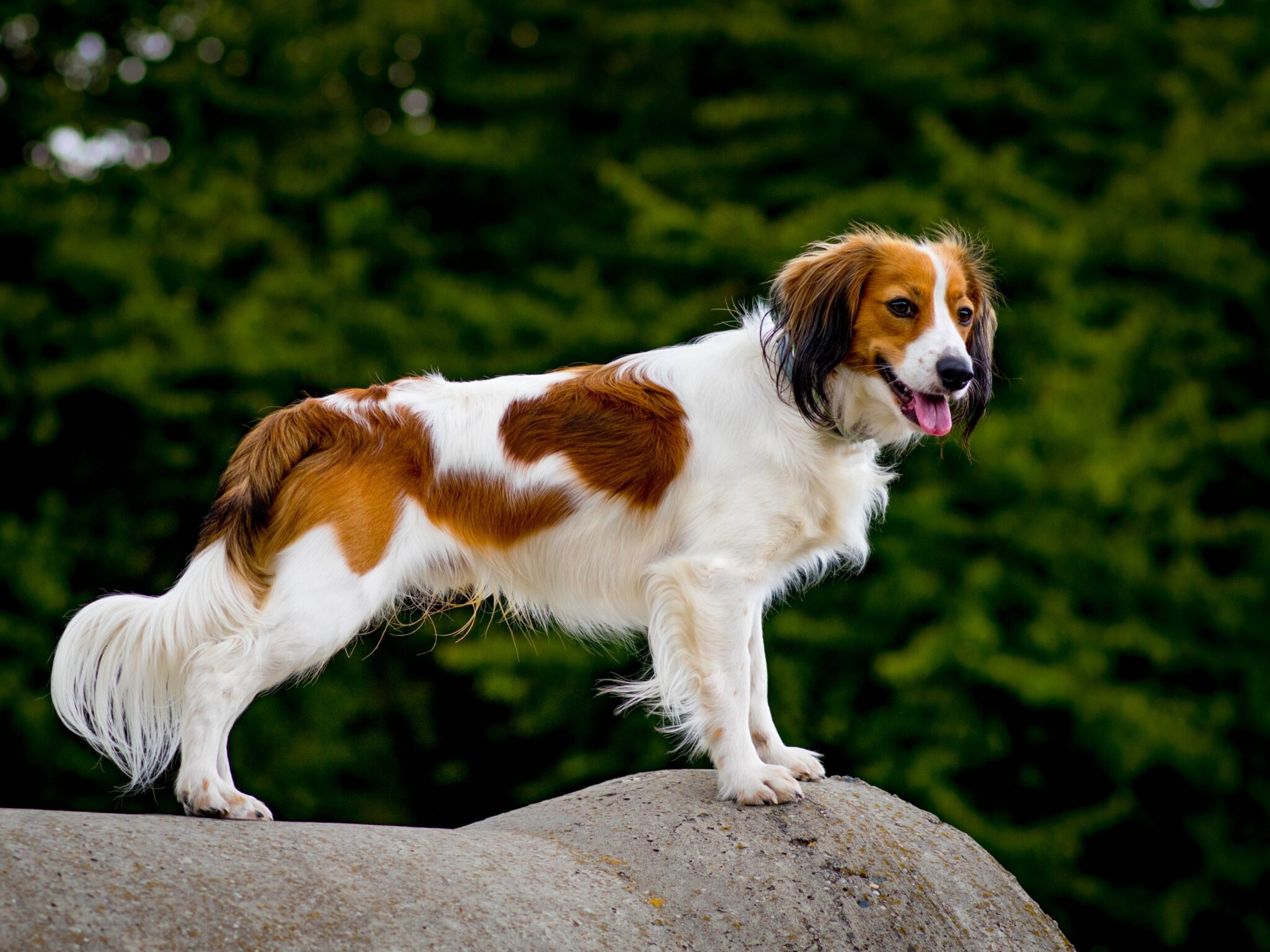 Nederlandse Kooikerhondje scaled scaled 1