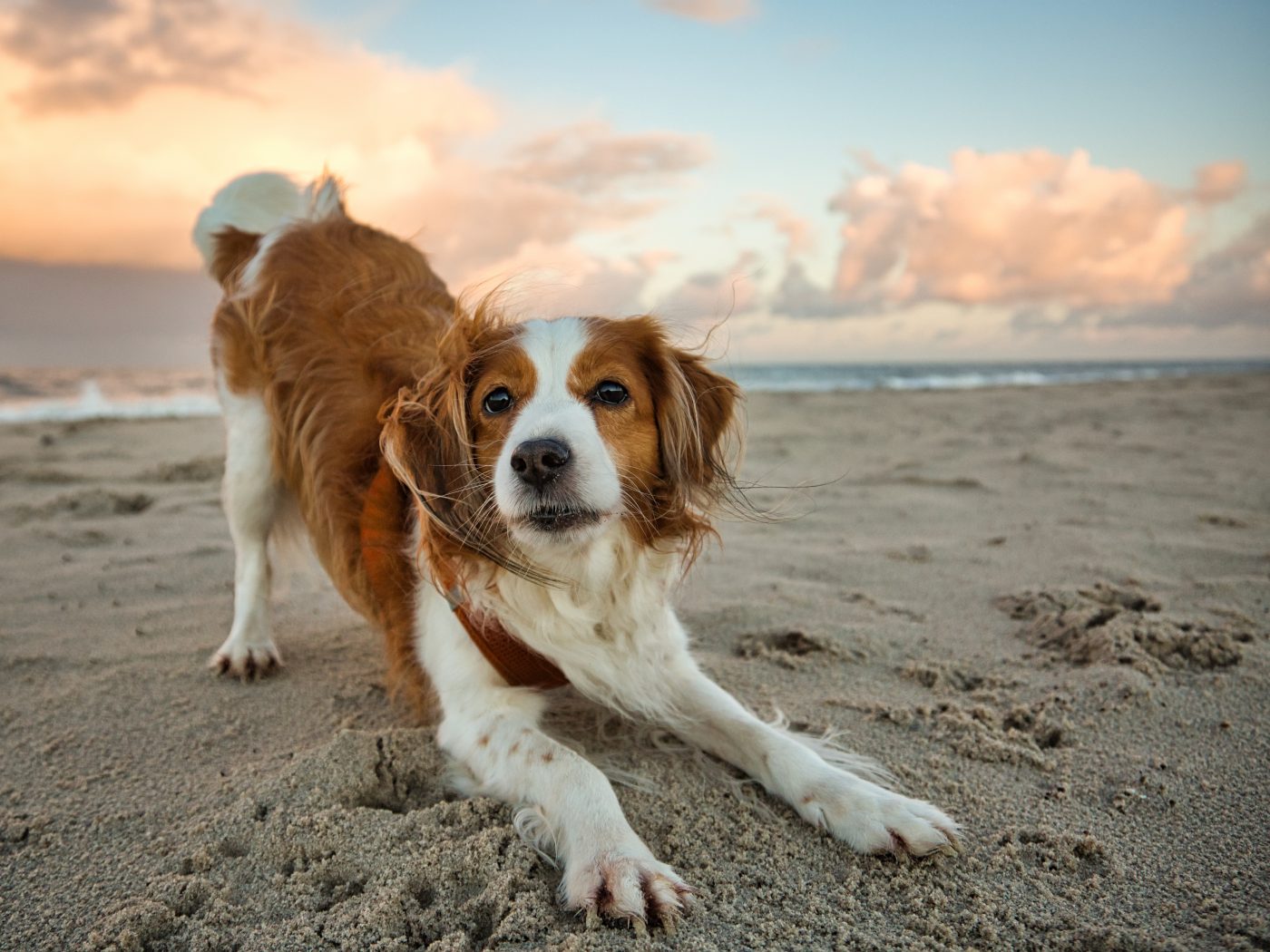 Nederlandse Kooikerhondje4 1400x1050 1