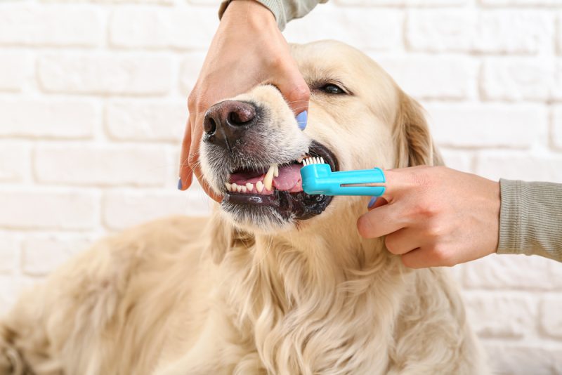 Owner brushing teeth of cute golden retriever