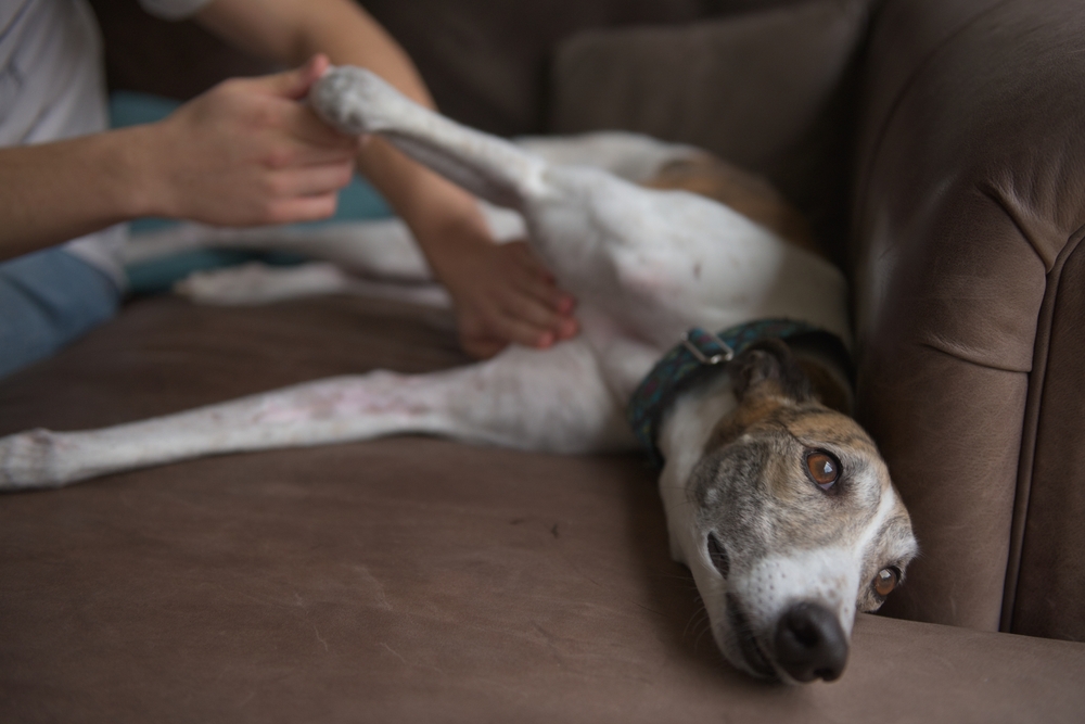 Owner gives belly or stomach rub to well behaved pet greyhound dog