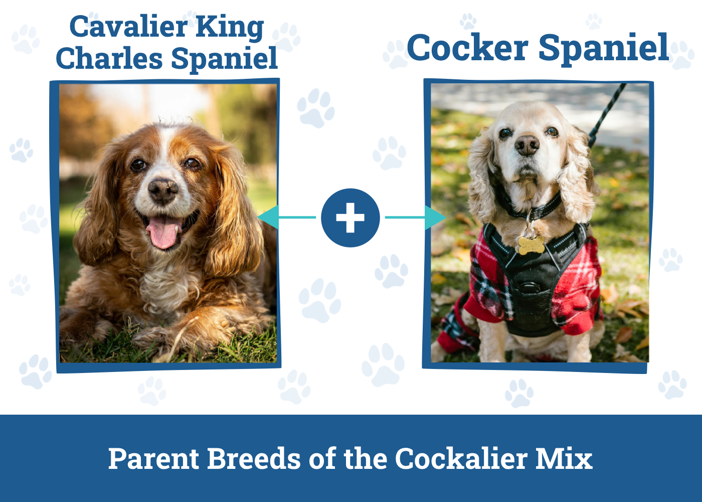 Parent Breeds of Cockalier Mix