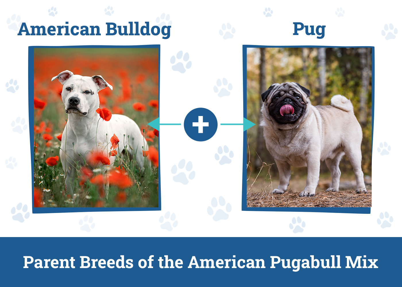 Parent Breeds of the American Pugabull Mix