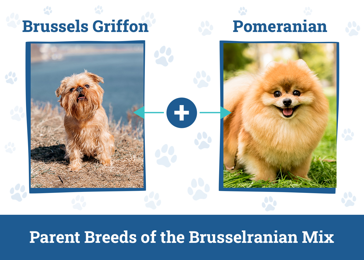 Parent Breeds of the Brusselranian Mix