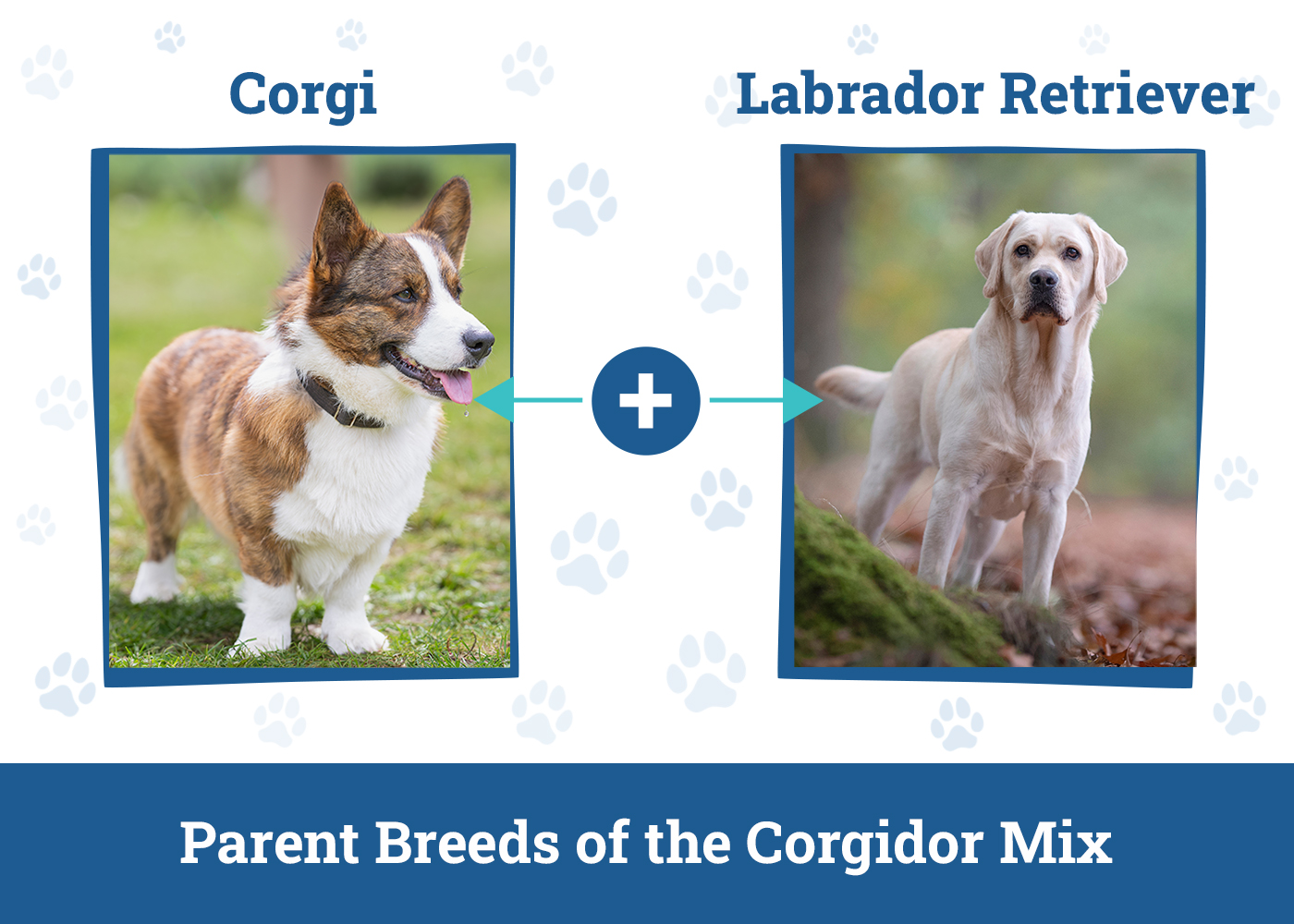 Parent Breeds of the Corgidor Mix