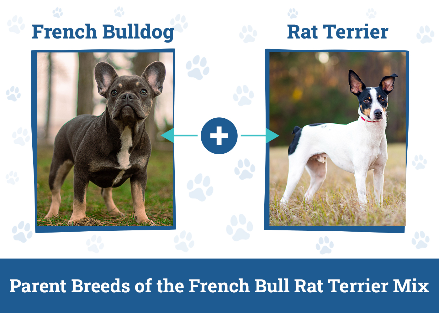 Parent Breeds of the French Bull Rat Terrier Mix