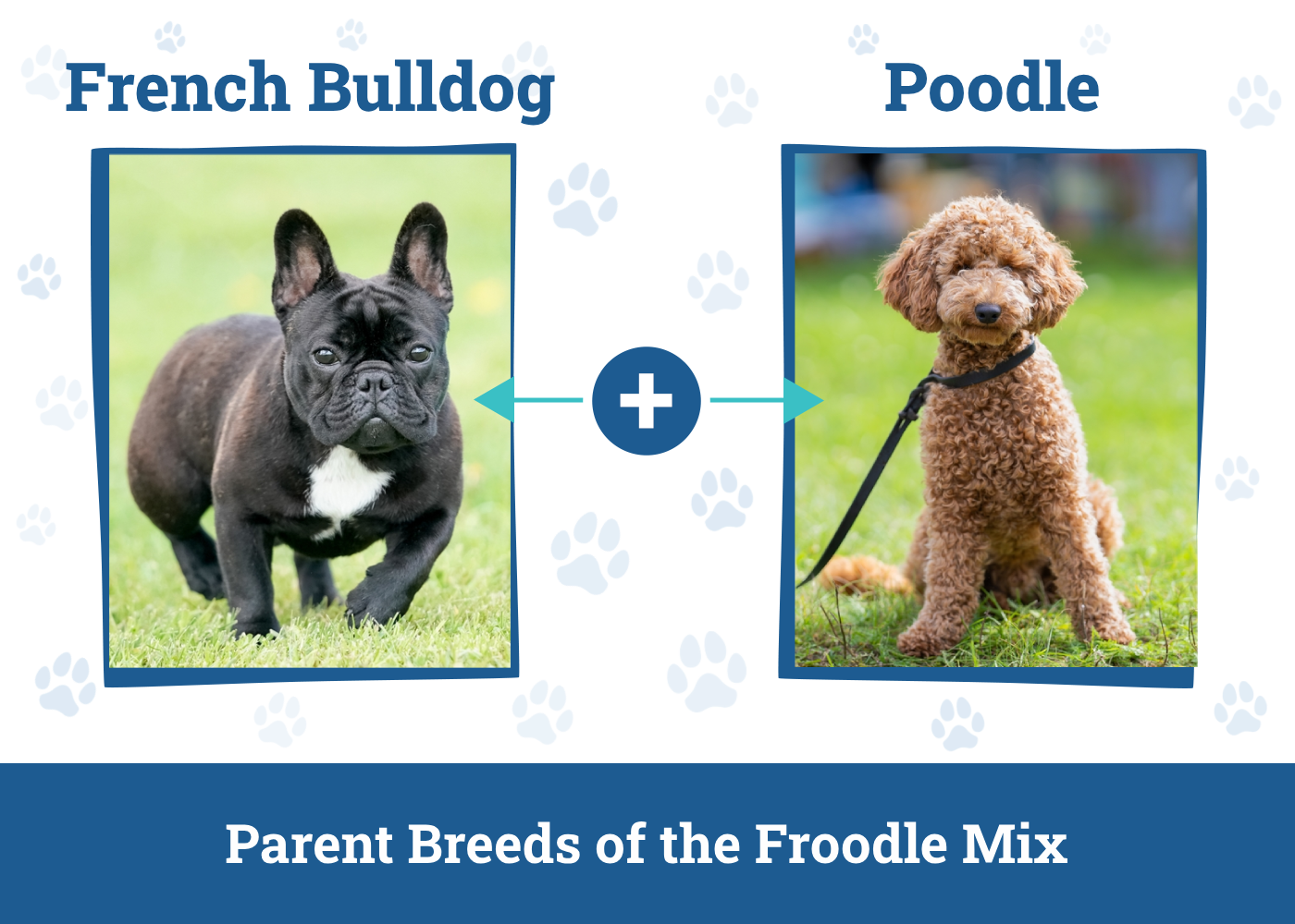 Parent Breeds of the Froodle Mix