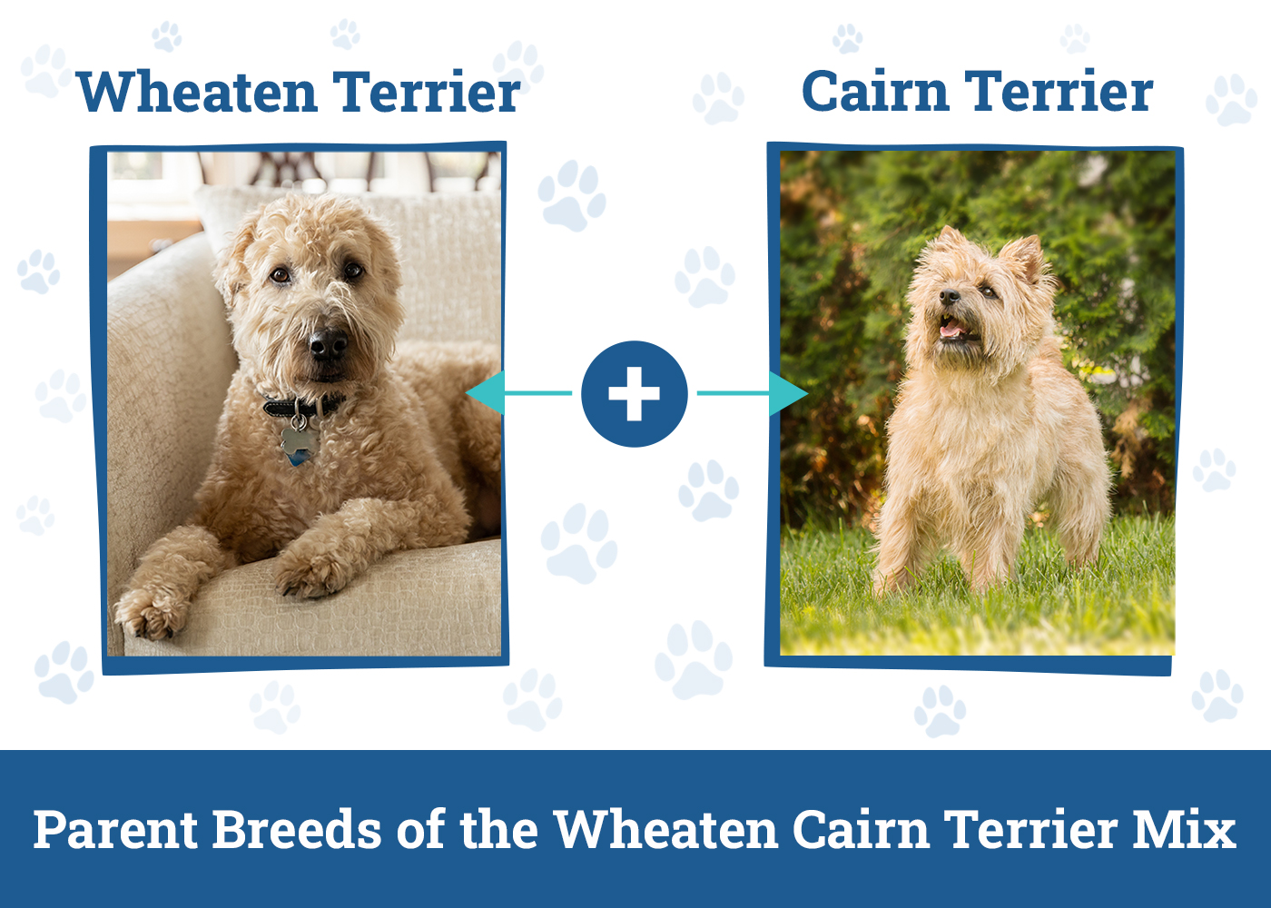 Parent Breeds of the Wheaten Cairn Terrier Mix