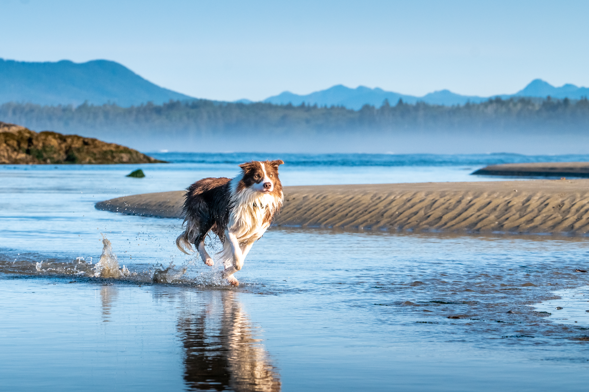 Pax running on the beach arthritis free