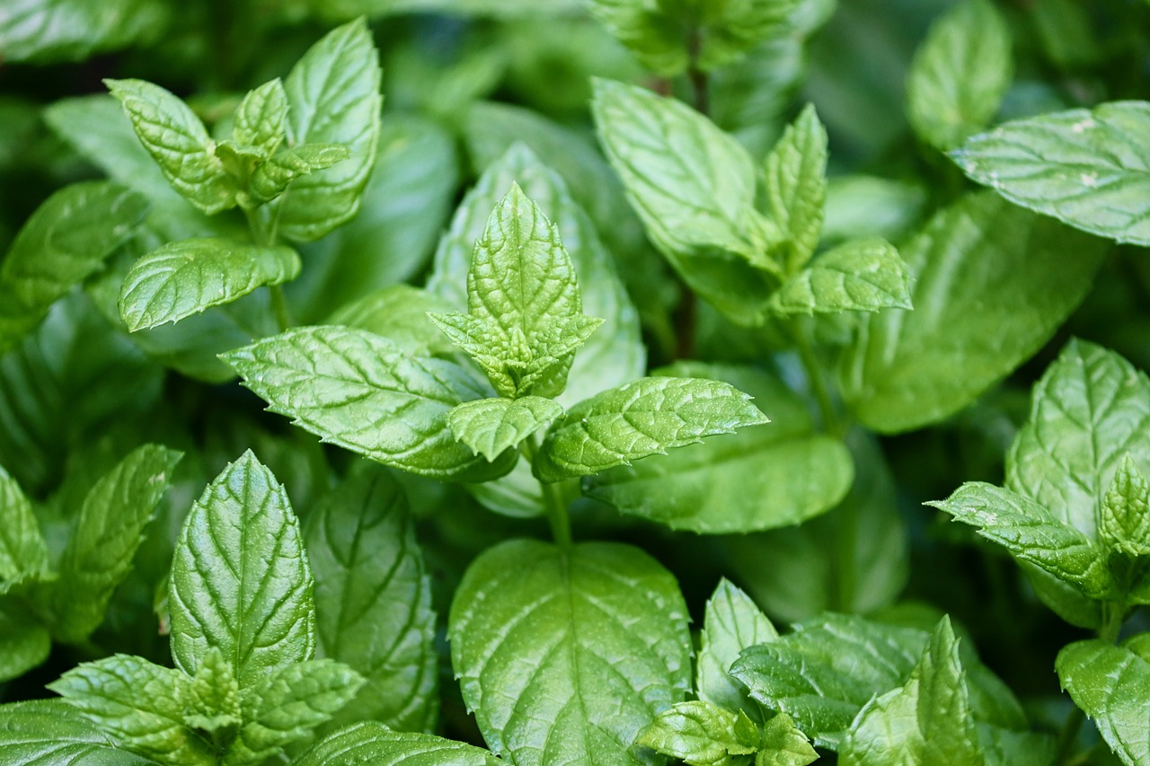 Peppermint Plant