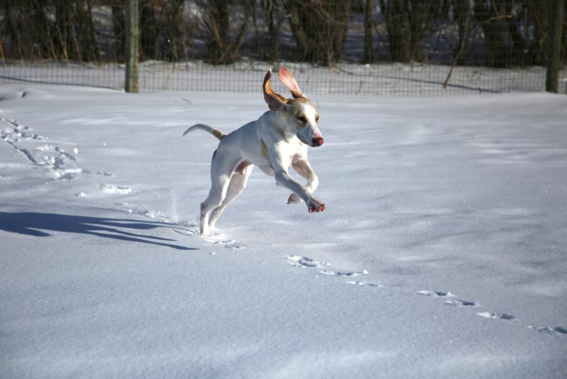 Porcelaine Hound dog running in the snow