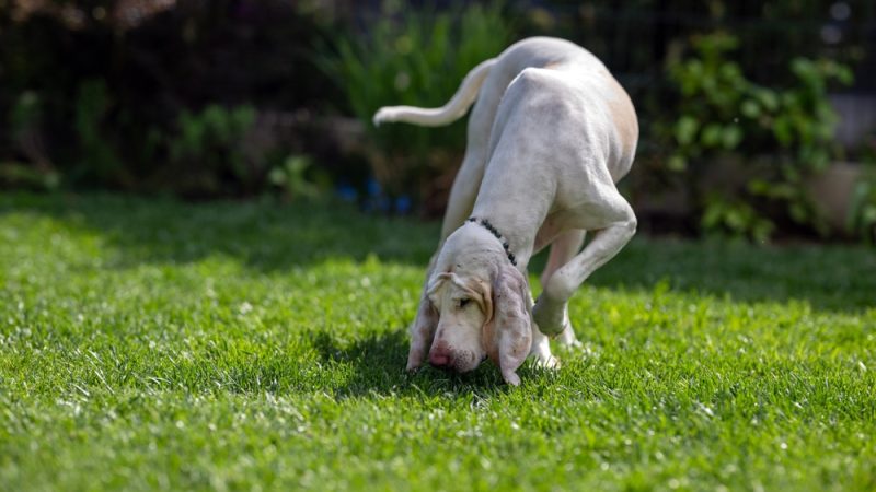 Porcelaine Hound dog sniffing the grass