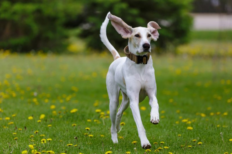 Porcelaine dog running in the grass