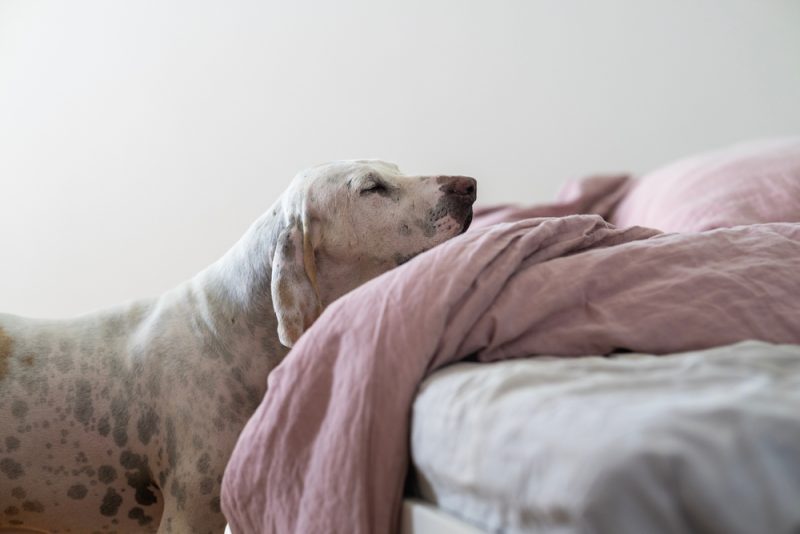 Porcelaine hound rsting head on the bed