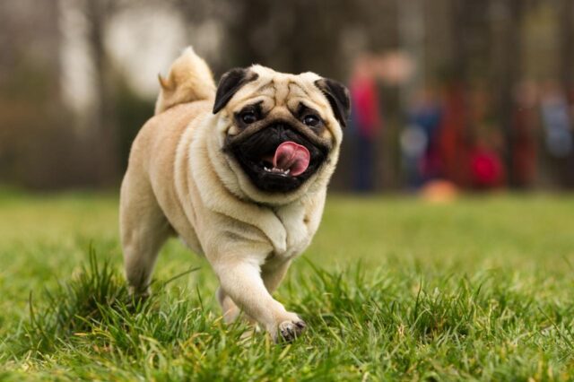 Best invisible dog fence for Pugs