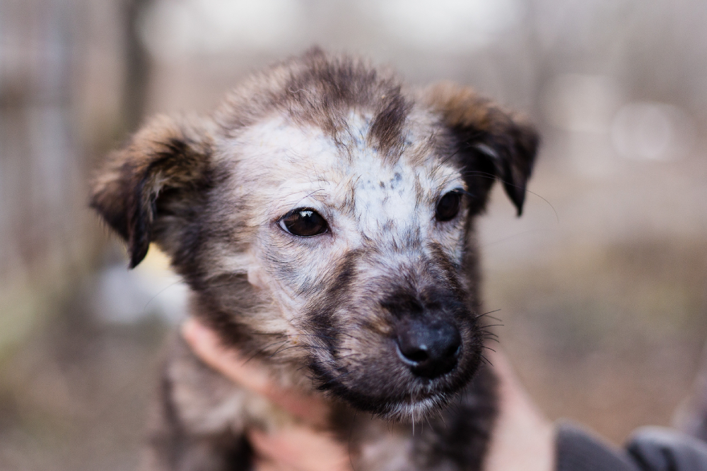 Ringworm or Avitaminosis in a puppy dog with bald spots on the face