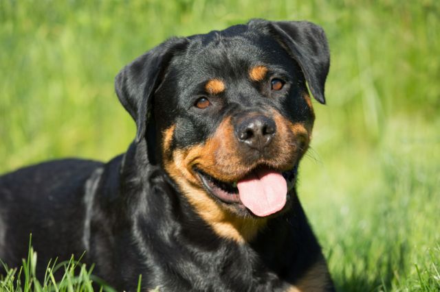 Rottweiler Article1