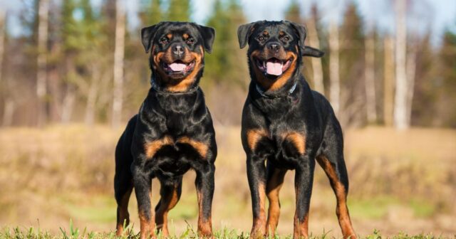 Rottweiler Featured7 e1723181889259