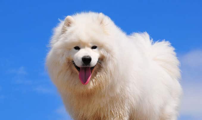 Samoyed