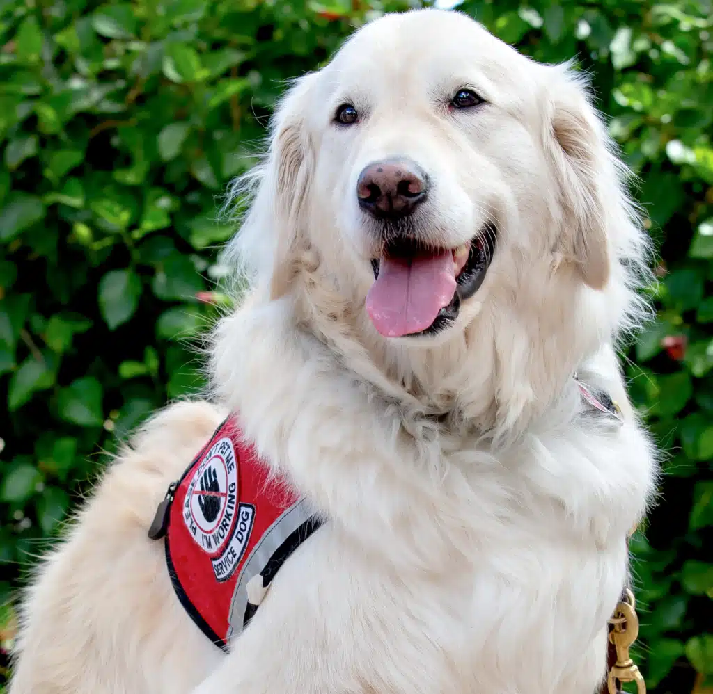 Sampson the service dog