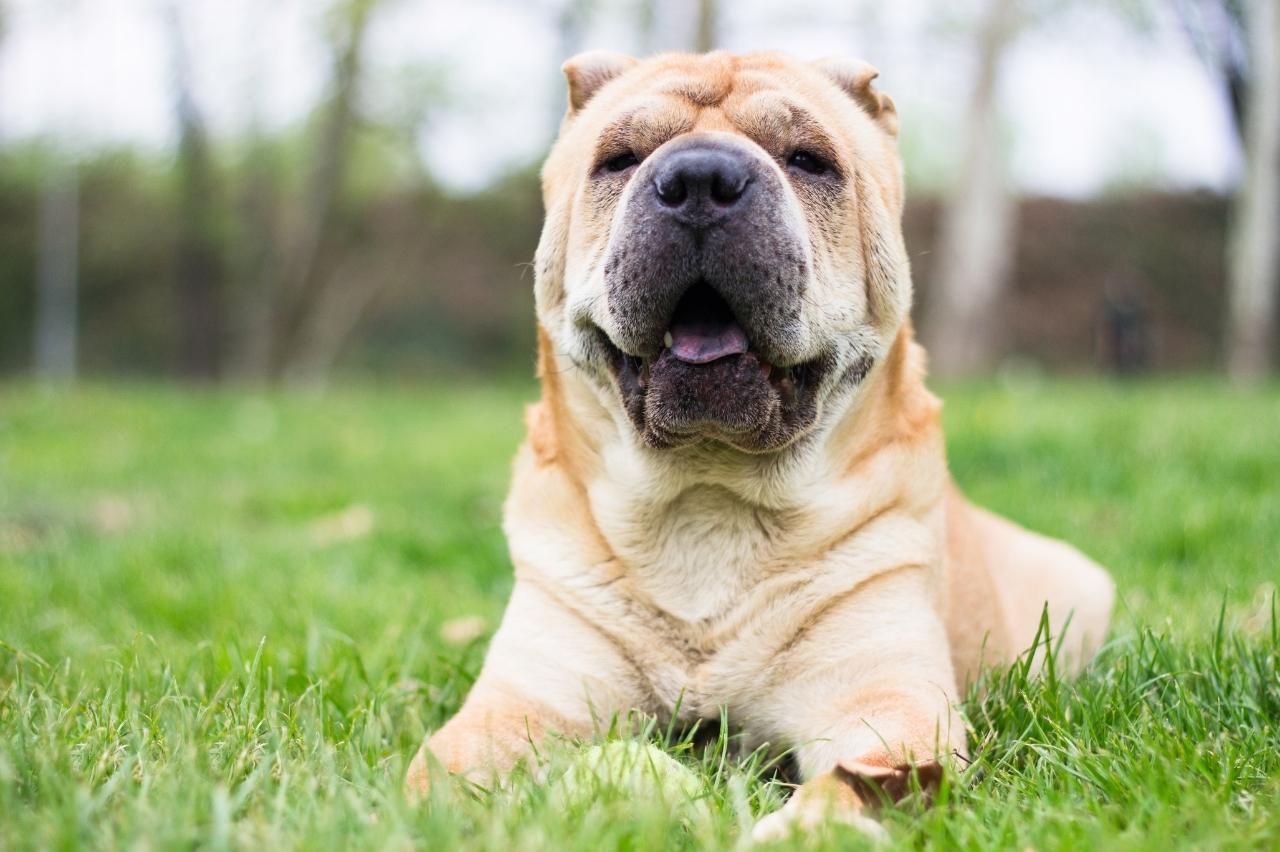 best pill pocket for shar peis