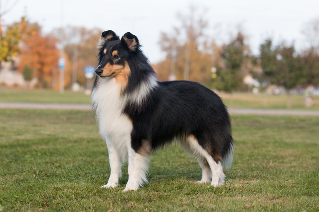 Sheltie 6