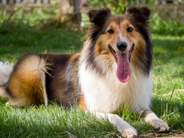 How Often Do I Take a Sheltie Outside to Pee?