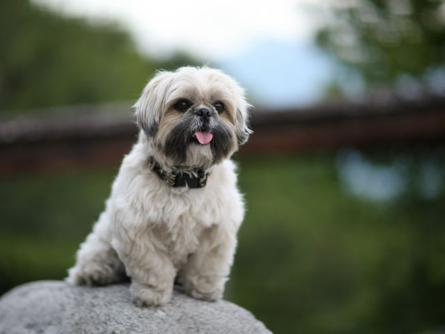 Shih Tzu Article3