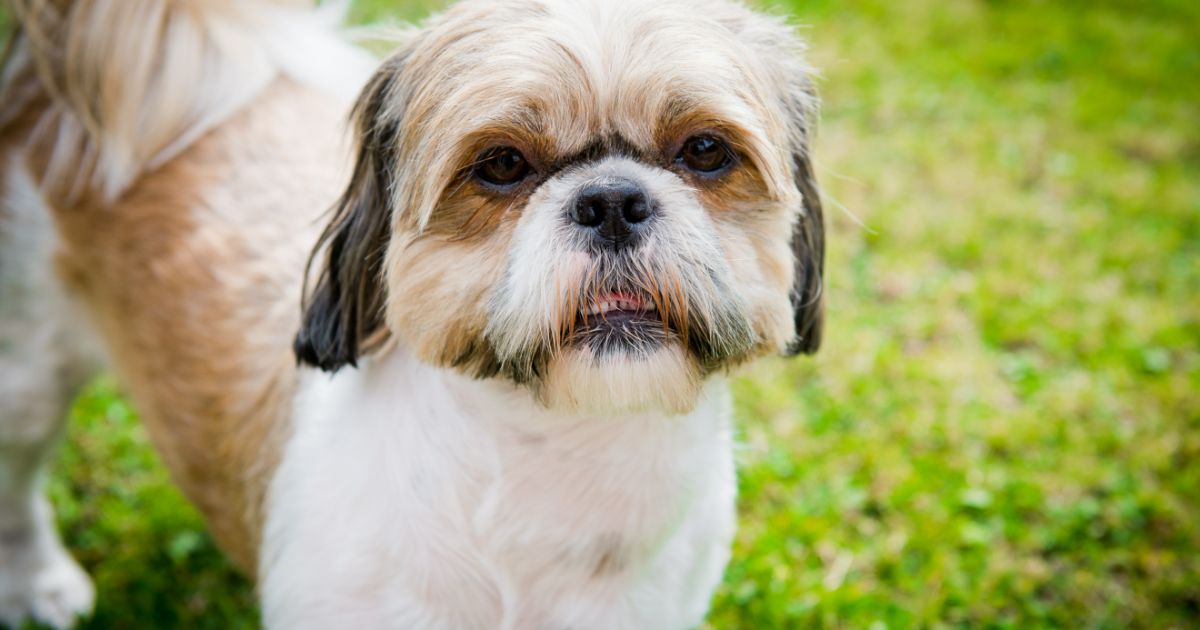 Shih Tzu Featured9