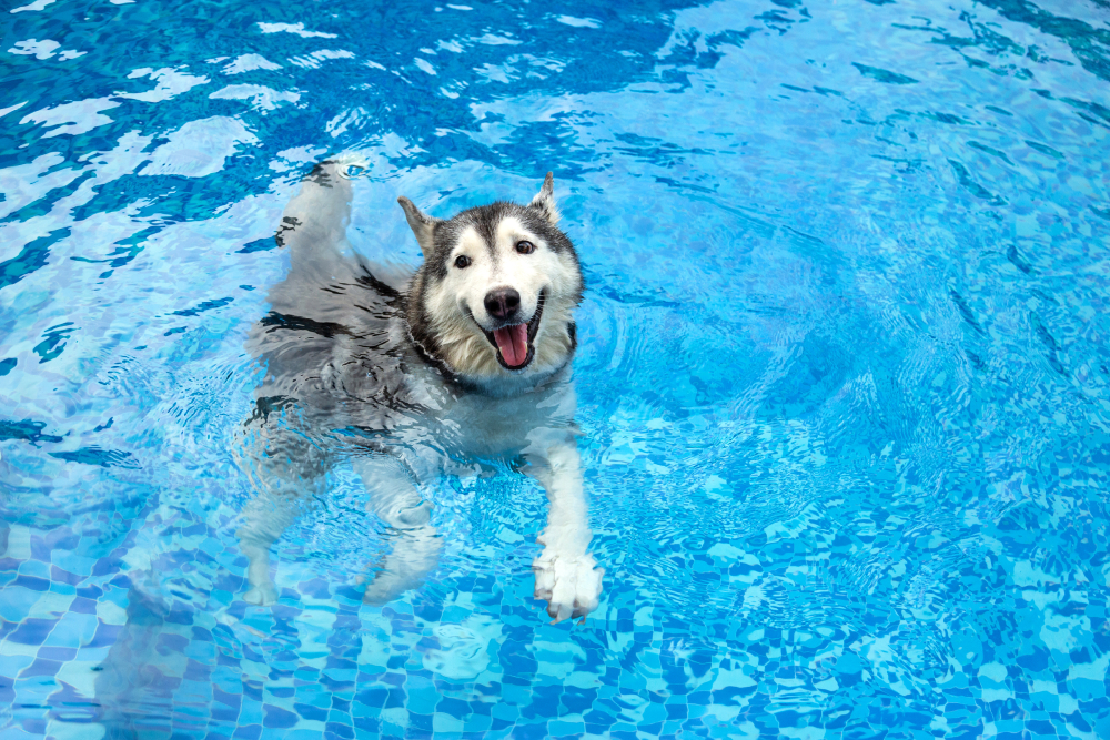 Siberian husky is swimming in the pool with smiling or happy face