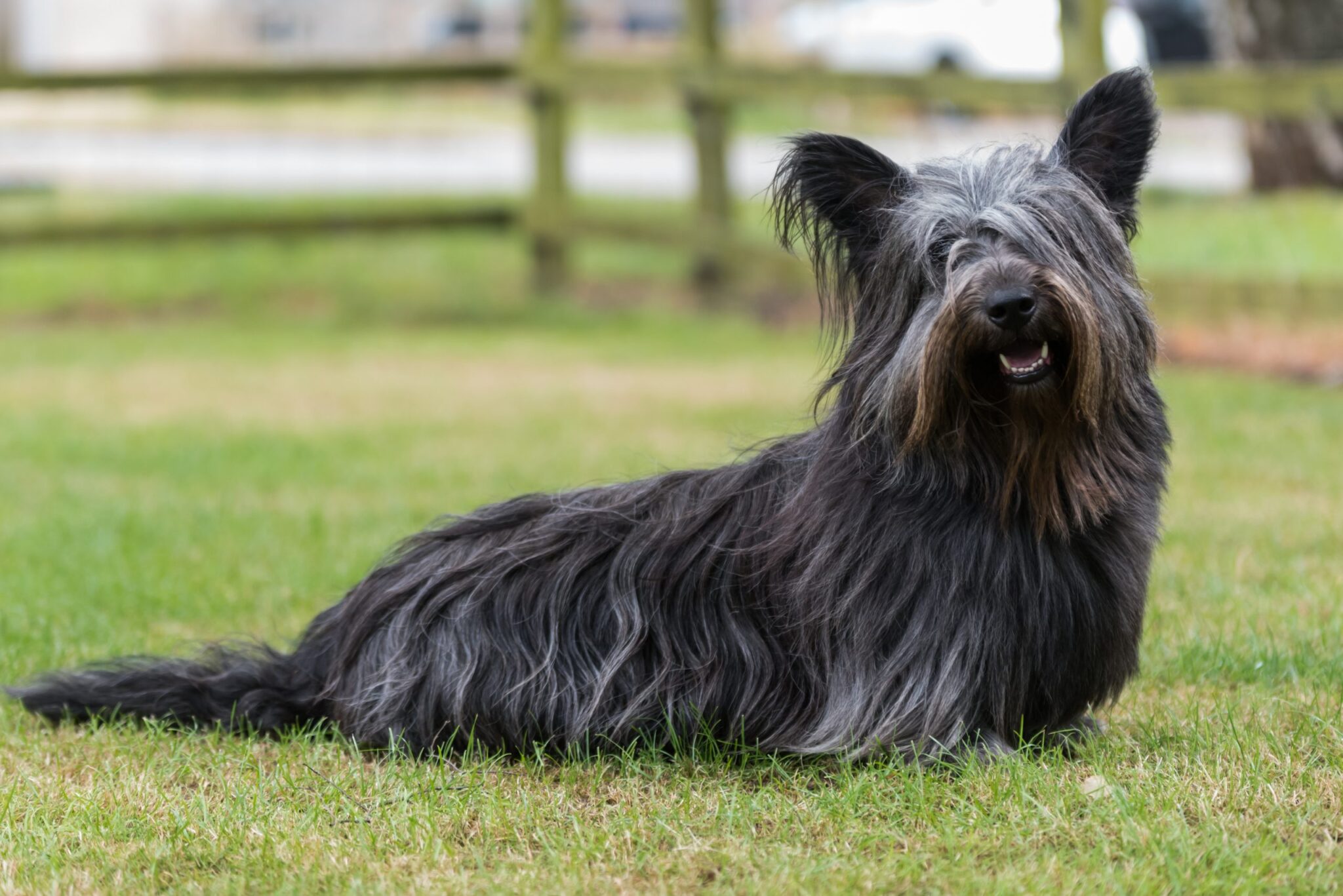 Skye Terrier4 scaled scaled 1