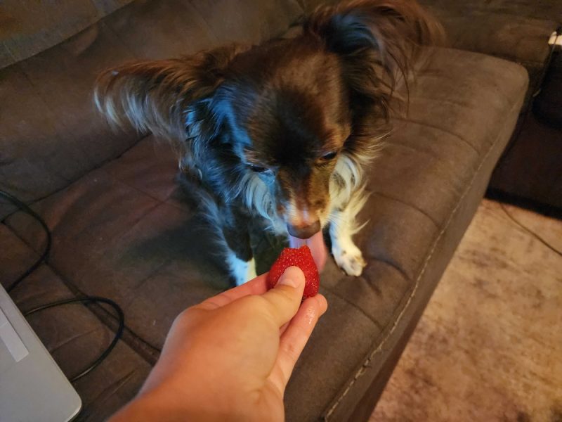 Strawberries. always yummy. Savanna and Penny 800x600 1