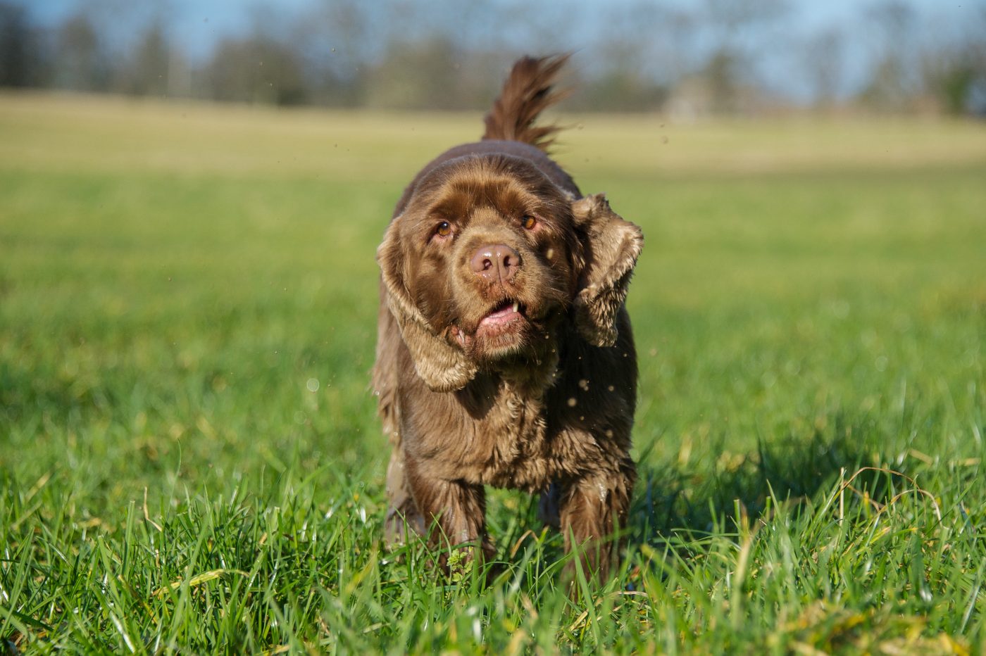 Sussex Spaniel5 1400x932 1