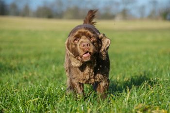 Sussex Spaniel5 350x233 1