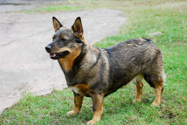 Swedish Vallhund outside