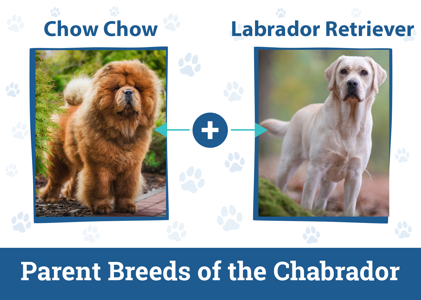 The Parent Breeds of Chabrador