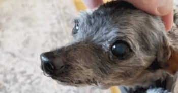 Tiny 14 Year Old Dog Left at Shelter With Toy Hopes for Rescue 350x184 1