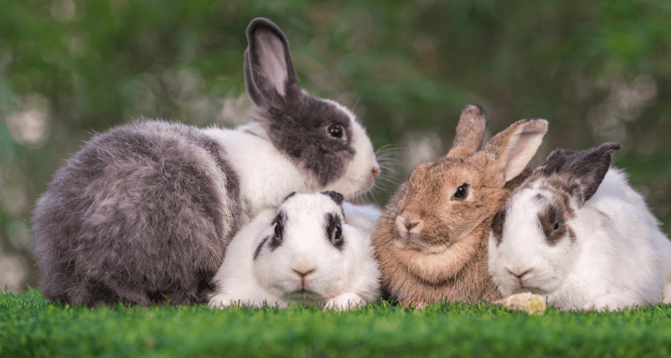 Top 7 Must Have Essential Rabbit Supplies