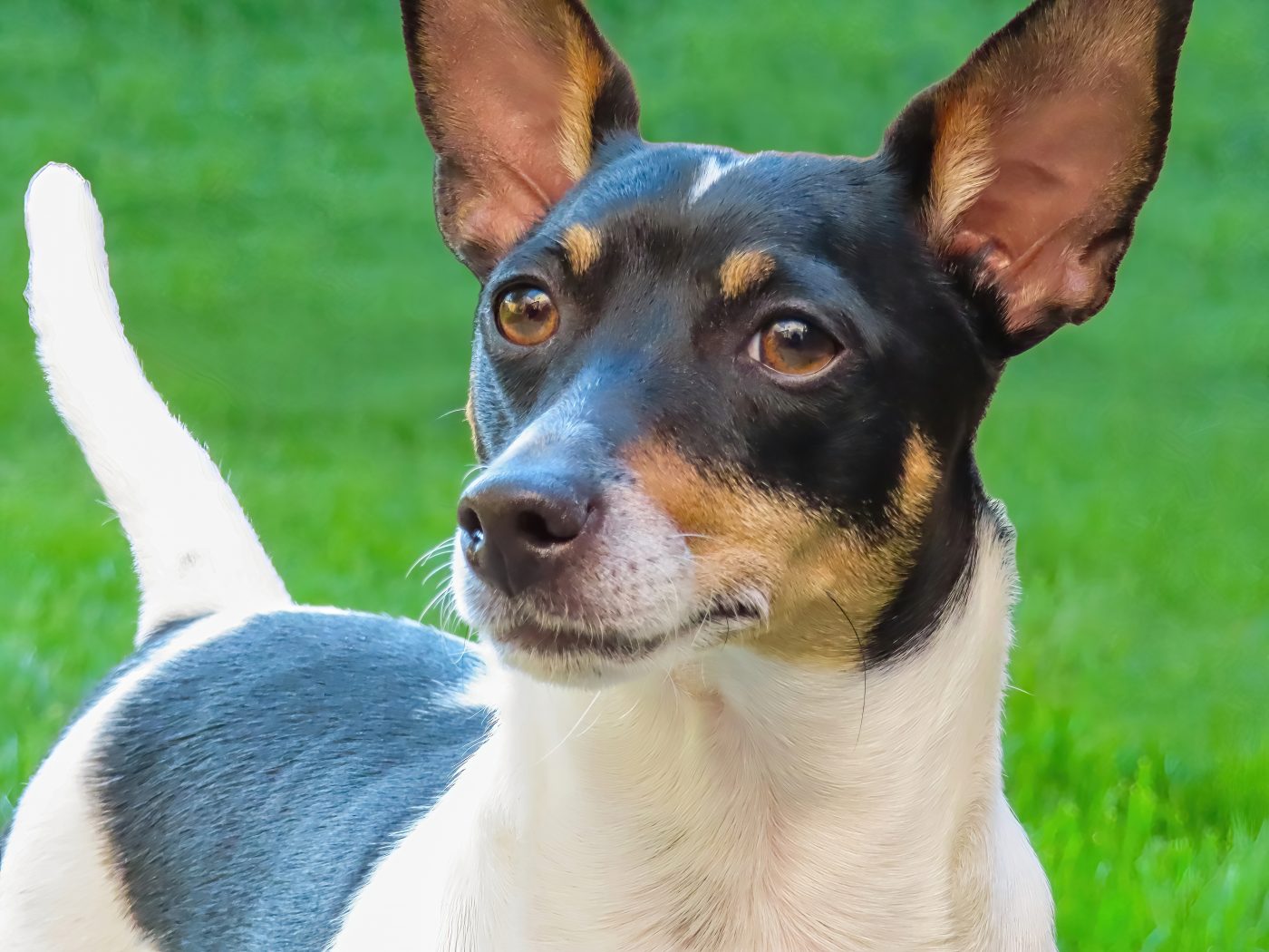 Toy Fox Terrier5 1400x1050 1