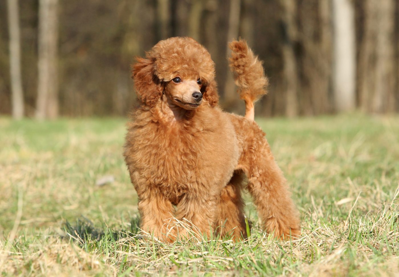 Toy Poodle 1400x972 1