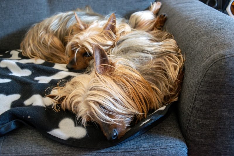 Two Australian Silky Terrier lies on a gray chair and rest