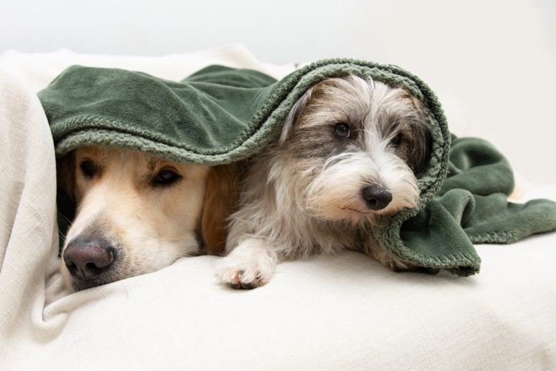 Two dogs covered with a green blanket