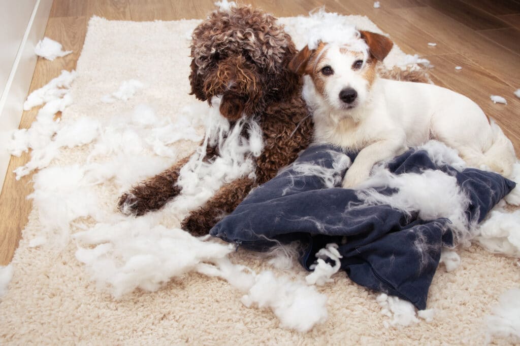 Two dogs with innocent expression after destroying a pillow 1024x683 1