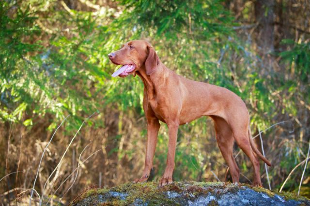 Vizsla Article5