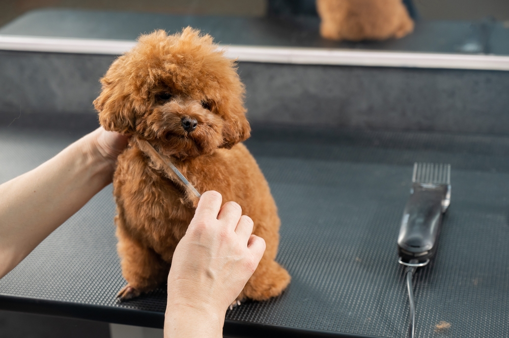 Woman combing a toy poodle during a haircut