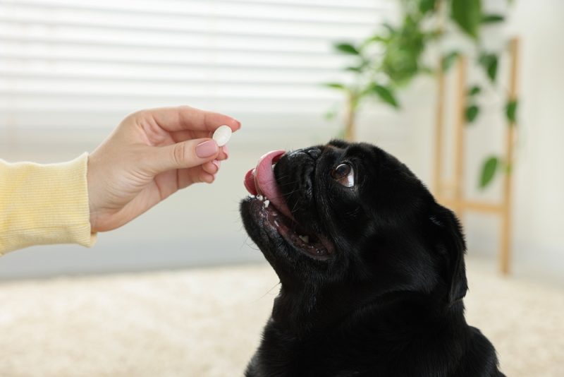 Woman giving pill to cute Pug dog in room