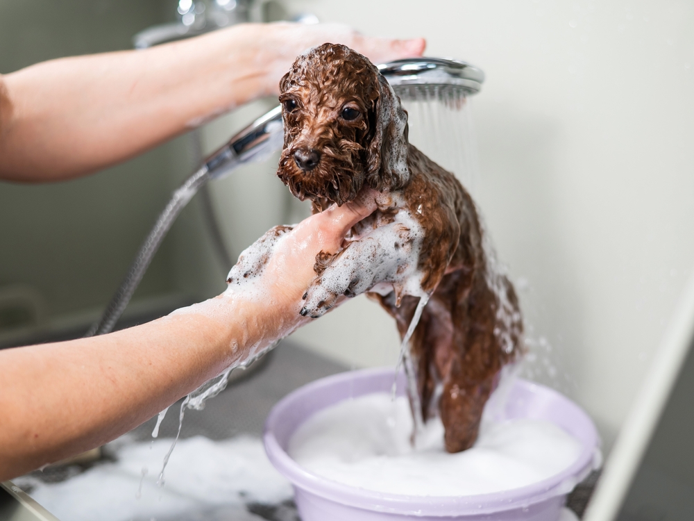 Woman shampooing brown toy poodle