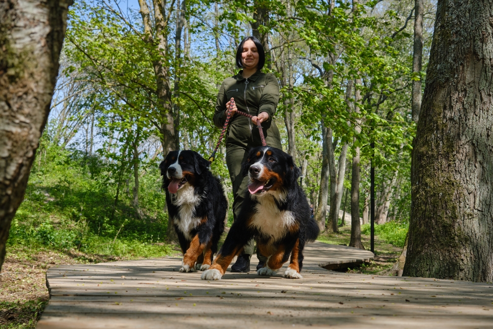 Woman walking two bernese mountain dogs a sunny day in the park