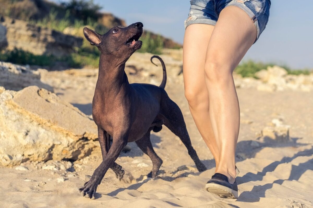 Xoloitzcuintli3 scaled scaled e1726033819501