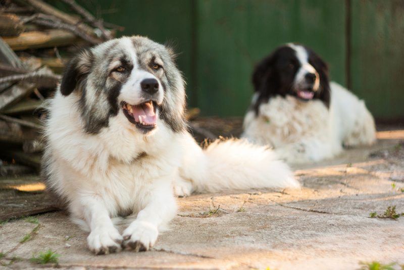 a couple of karakachan shepherd dogs lying on the ground